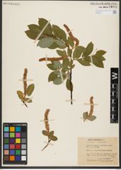 Foto von Salix hastata L.
